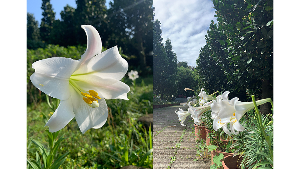 北展館種植的台灣野百合首次迎來花期。